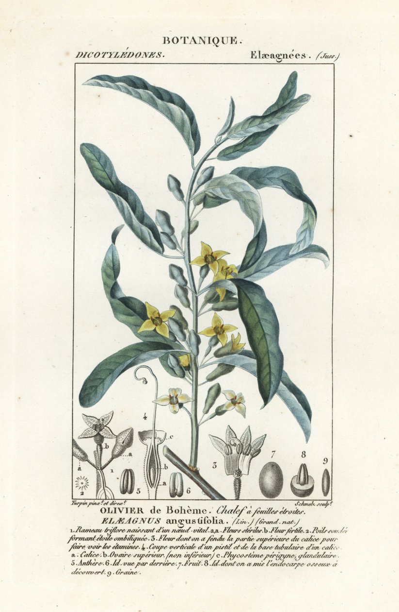 Elaeagnus angustifolia da Stanghi Stanghi