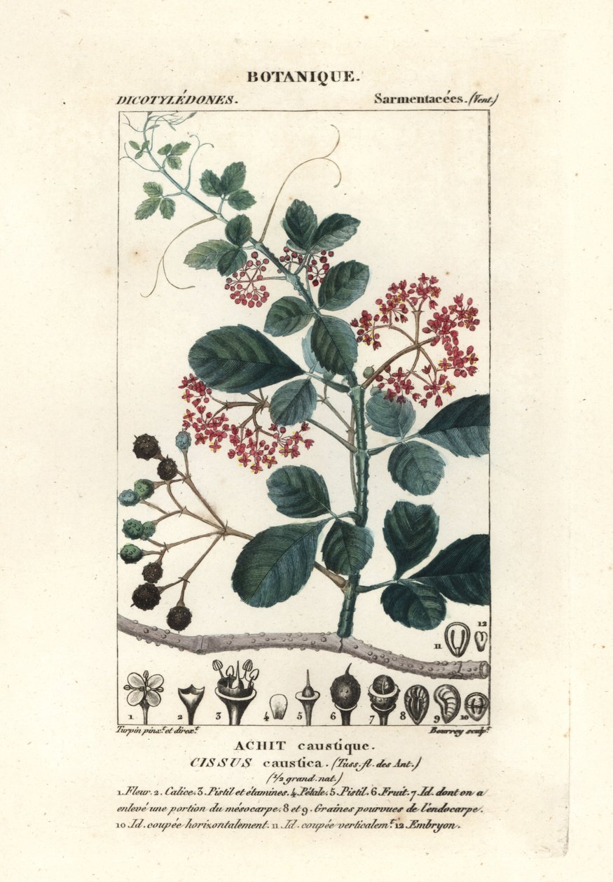 Cissus obovata da Stanghi Stanghi