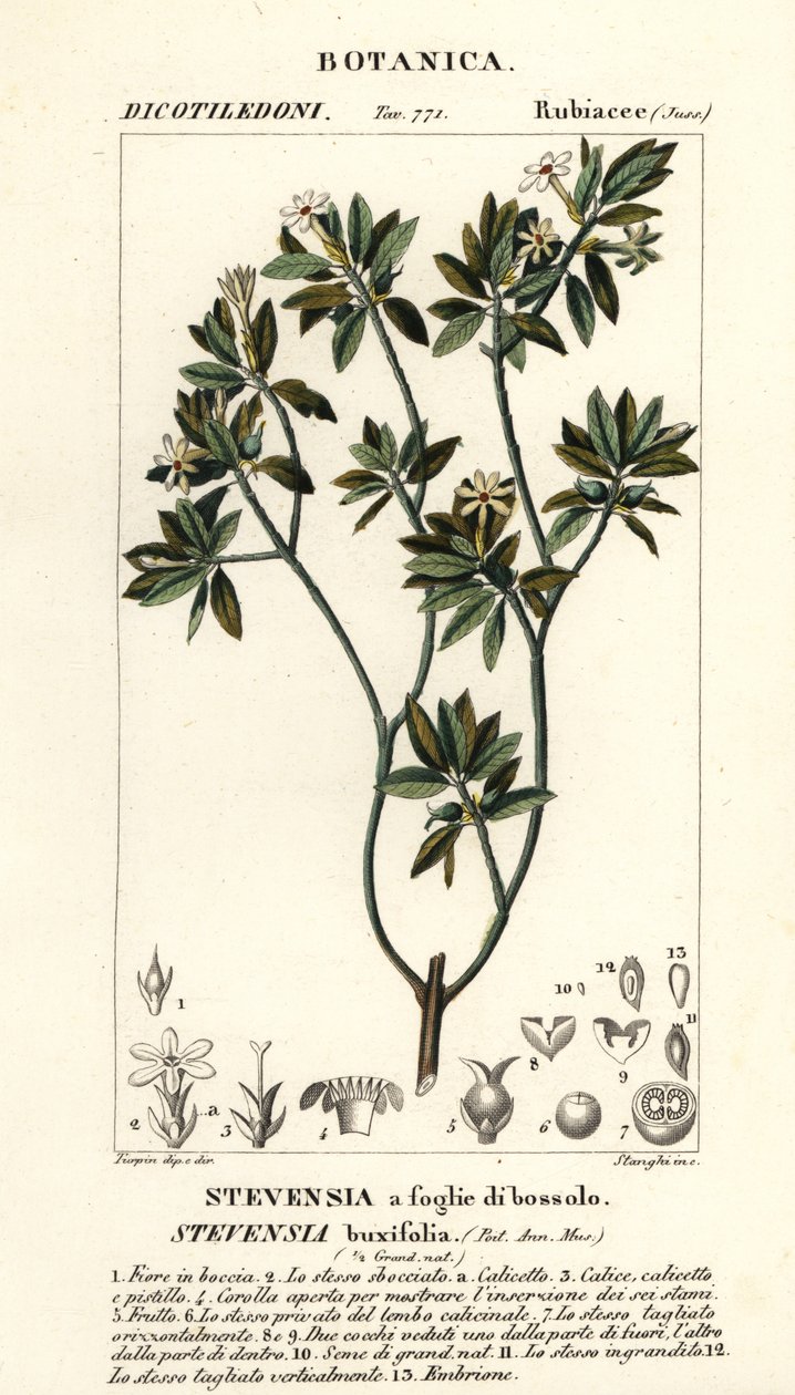 Stevensia buxifolia da Stanghi Stanghi