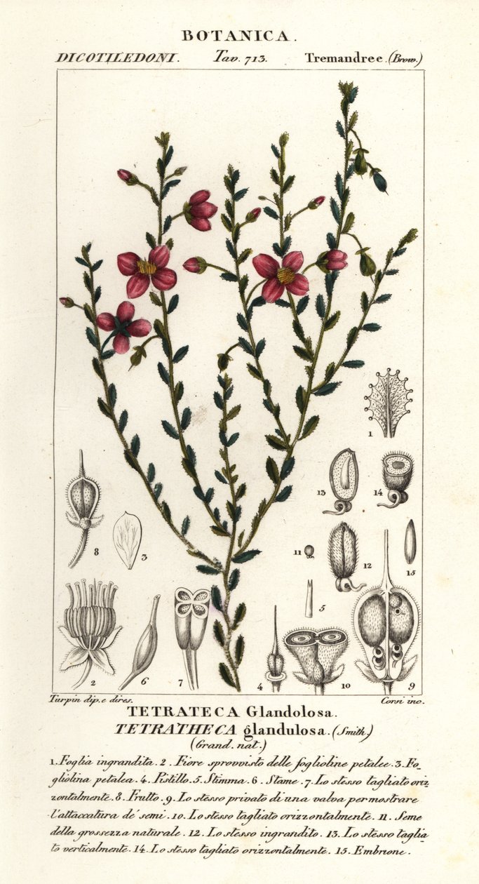 Tetratheca glandulosa da Stanghi Stanghi