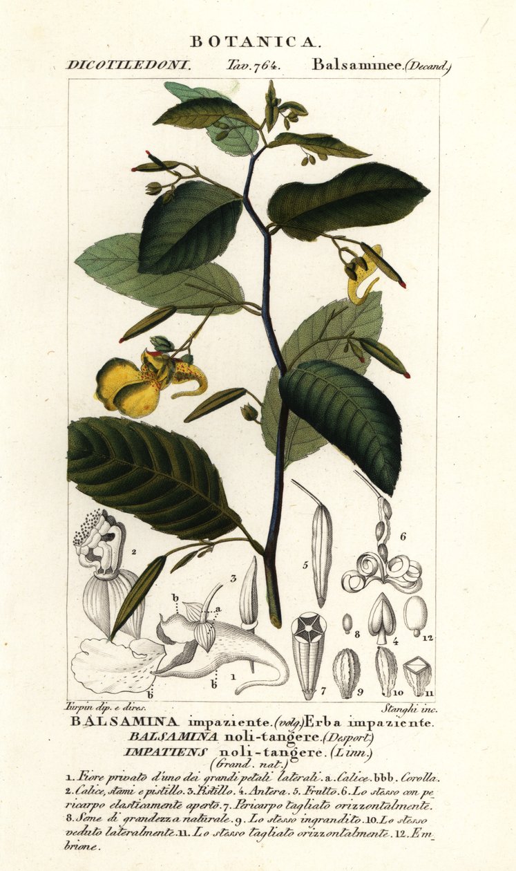 Balsamina non mi toccare, Impatiens noli-tangere da Stanghi Stanghi