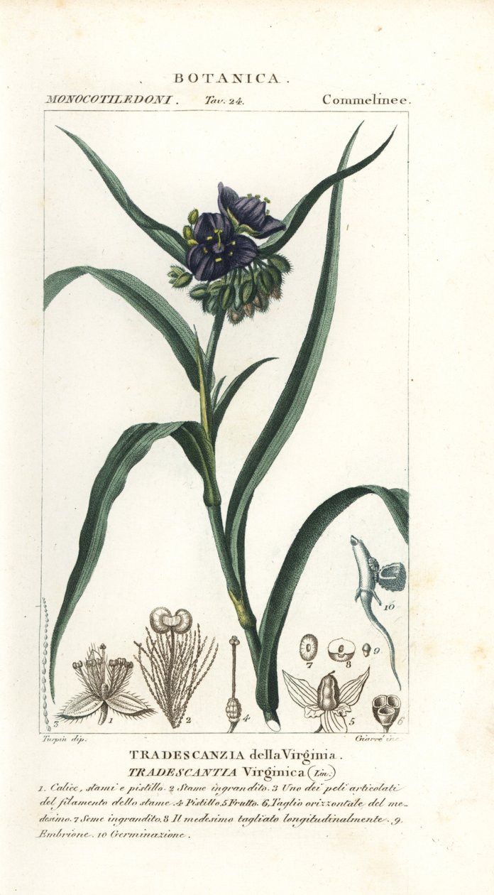 Tradescantia virginiana da Stanghi Stanghi