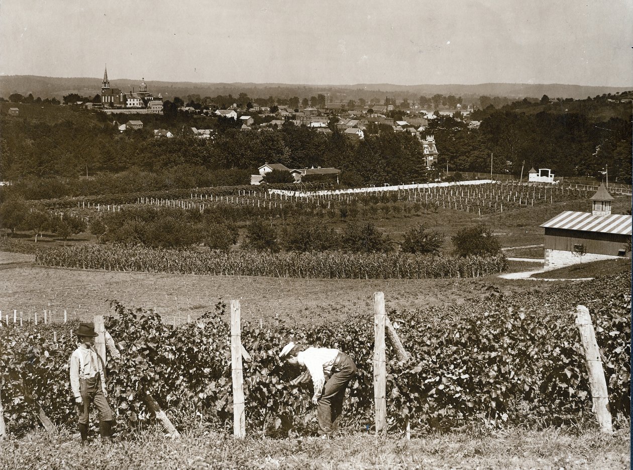 Vista attraverso i vigneti a Hermann, Missouri da George Stark