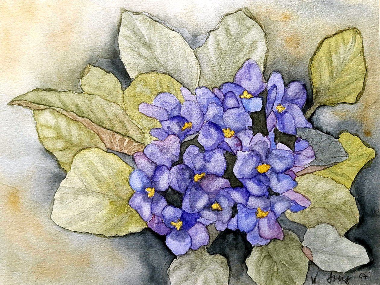 Violetta di Usambara da Steegs Art Karin