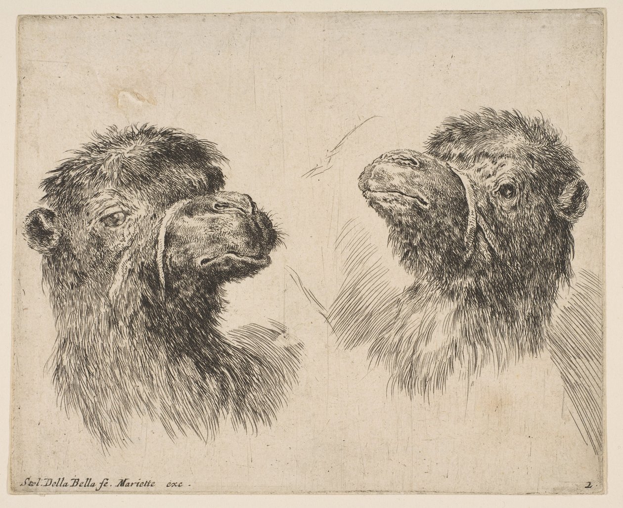 Due Teste di Cammello, ca. 1641 da Stefano della Bella