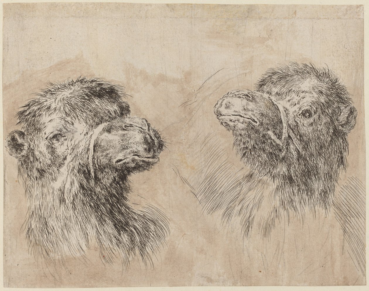 Due teste di cammello [recto], probabilmente 1649 da Stefano della Bella