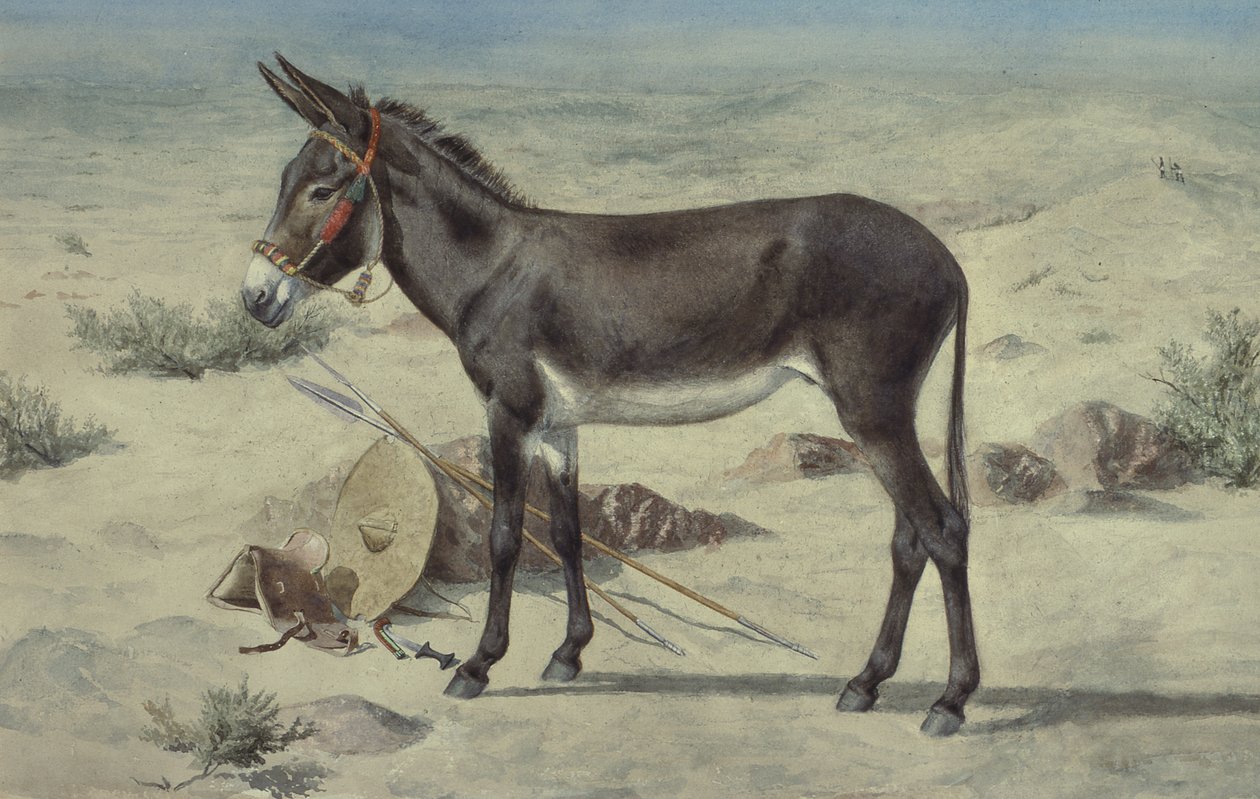Studi di Animali (S.Ex.3-1885) da Stephen Briggs Carlil
