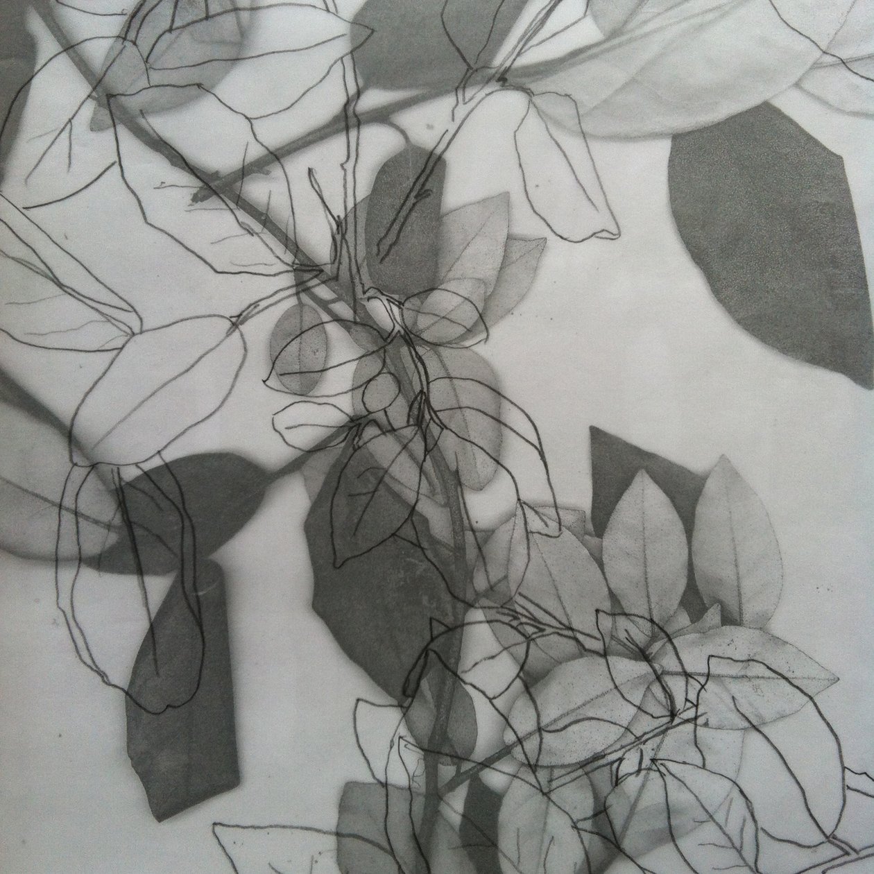Botanica, 2014 (digitale) da Stephen Dow