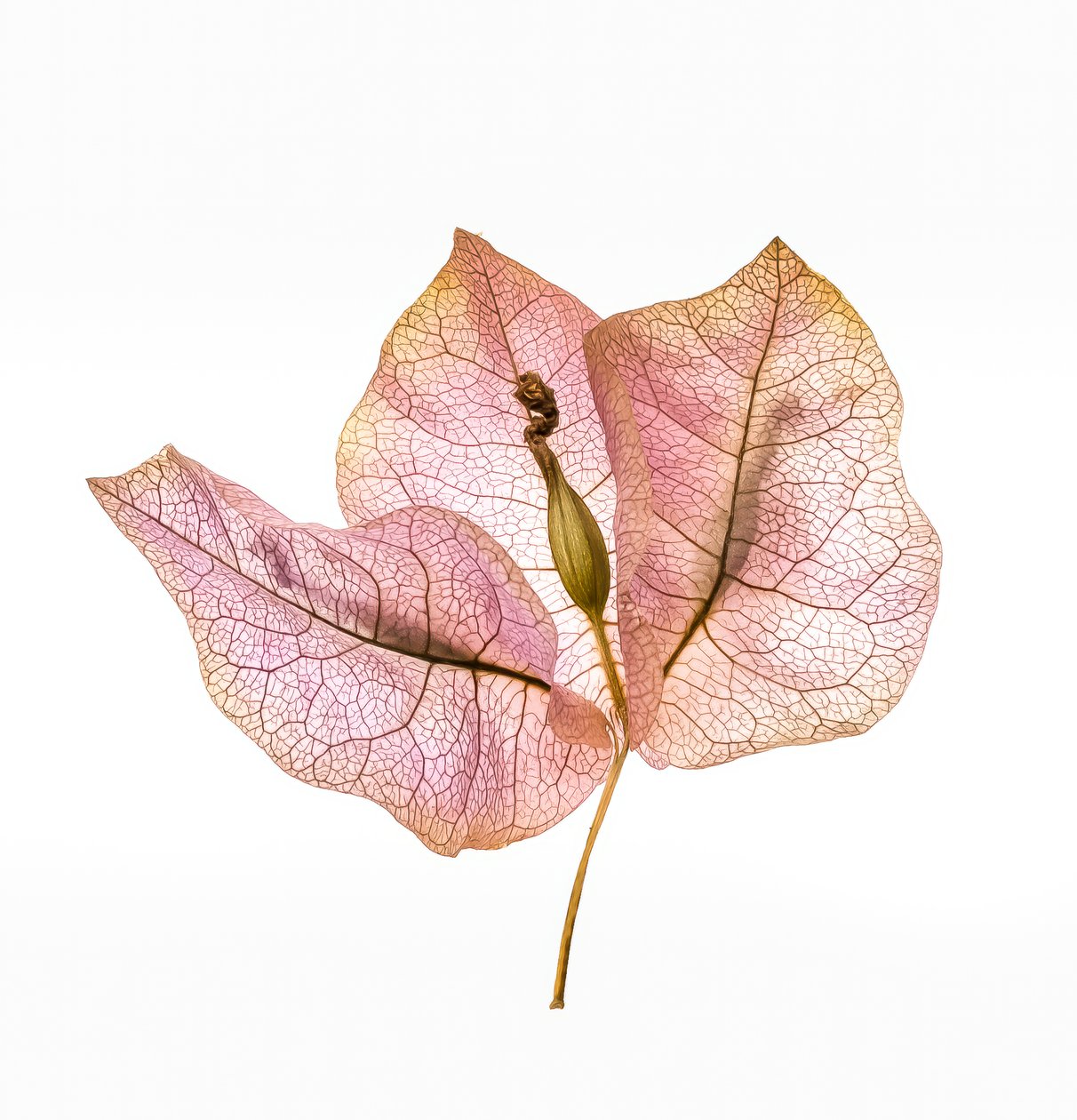 Brattea di Bougainvillea n. 01, 2020 da Steve Gallagher