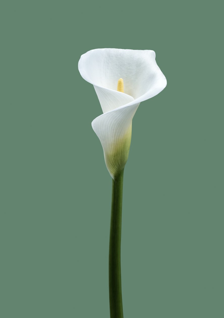 Calla Lily No. 02, 2021 da Steve Gallagher