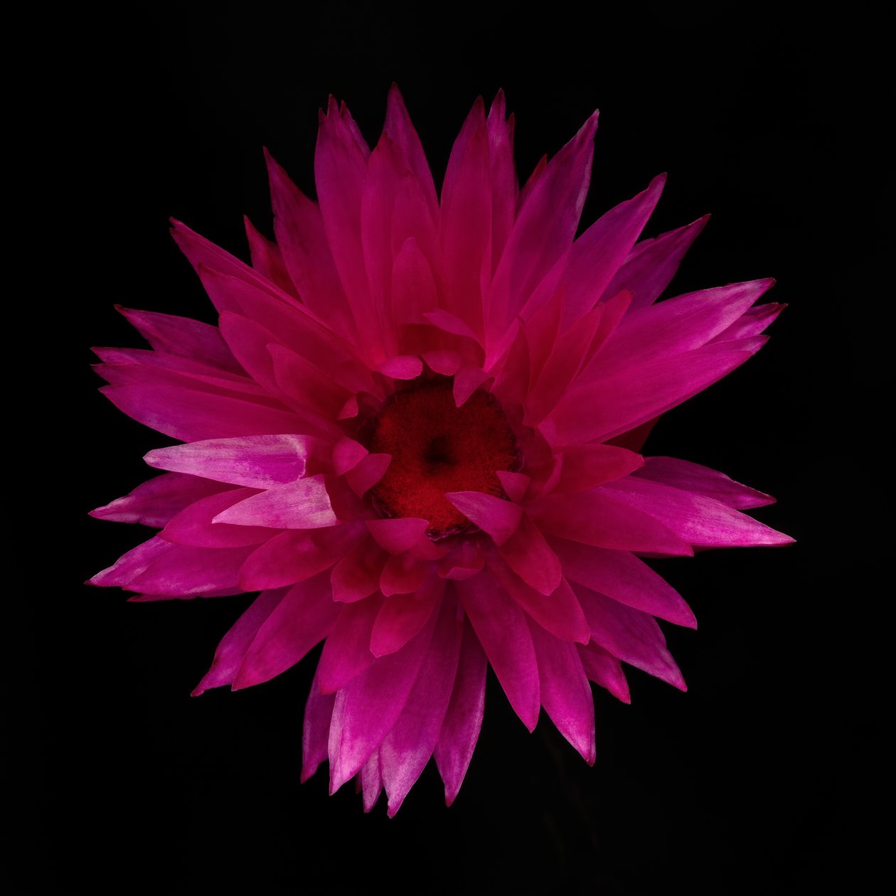Dalia essiccata n. 01 da Steve Gallagher