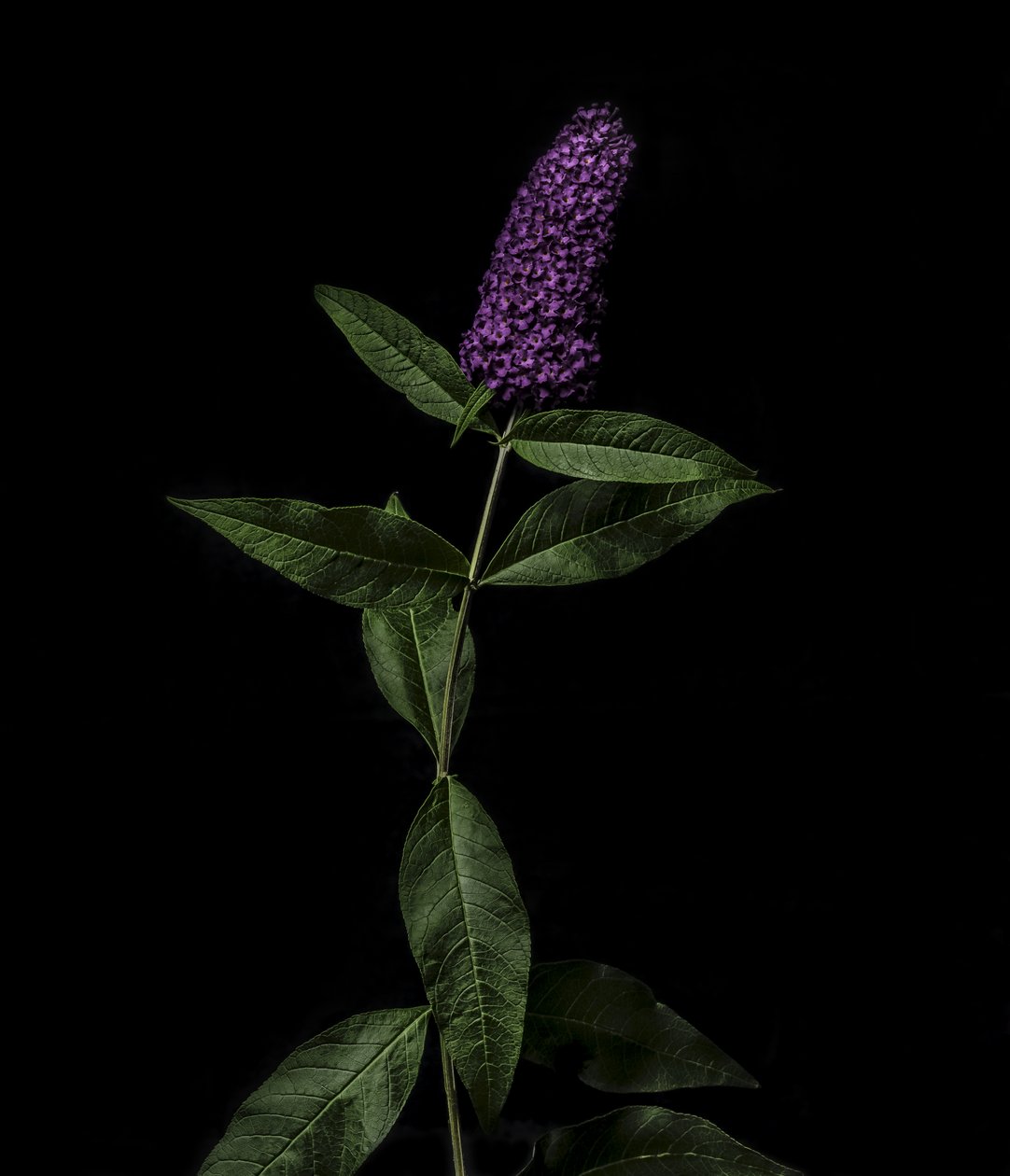 Buddleja viola, 2020 da Steve Gallagher