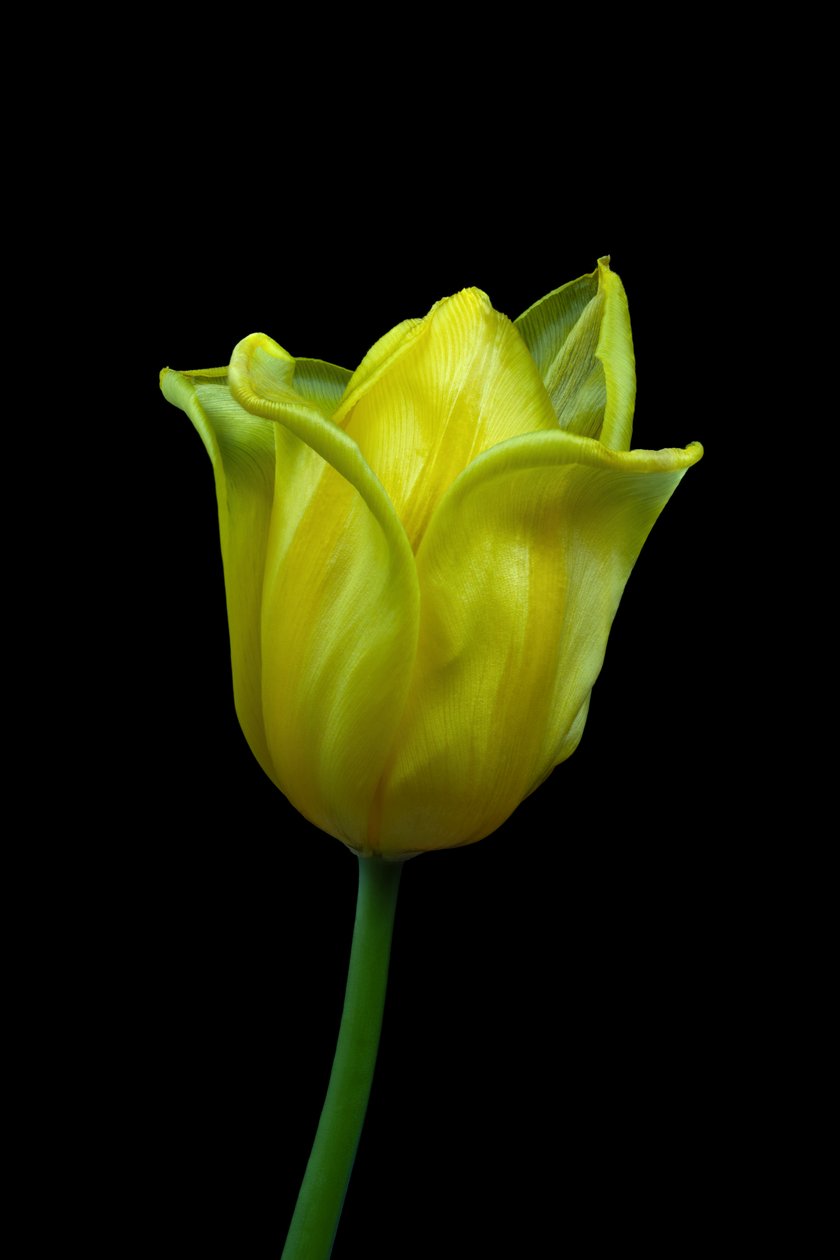 Tulipano giallo n.02, 2021 da Steve Gallagher