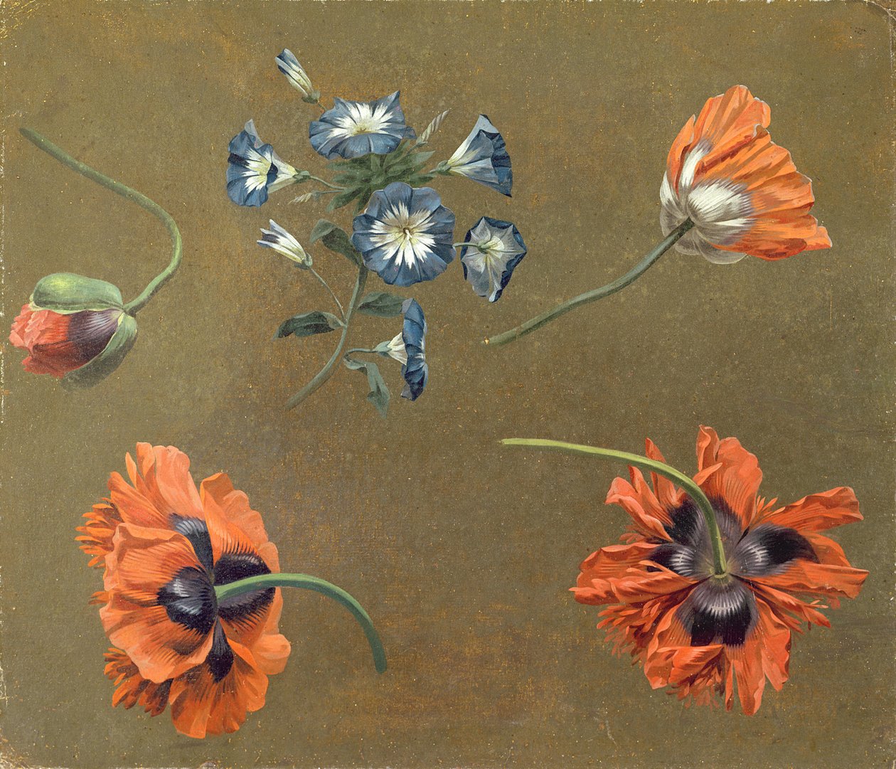 Papaveri e Tradescantia da Swiss School