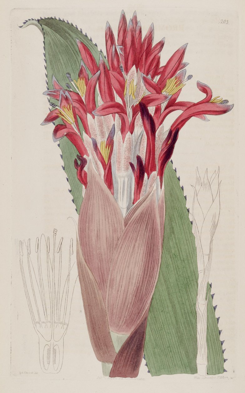 Illustrazione di Aechmea nudicaulis da Sydenham Teast Edwards