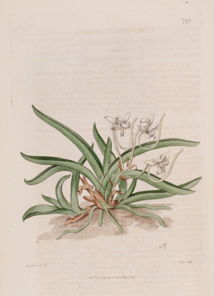Illustrazione di Neofinetia falcata (come sin. Limodorum falcatum) da Sydenham Teast Edwards