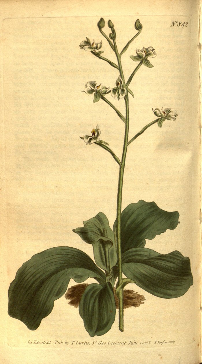 Illustrazione di Ponthieva racemosa da Sydenham Teast Edwards