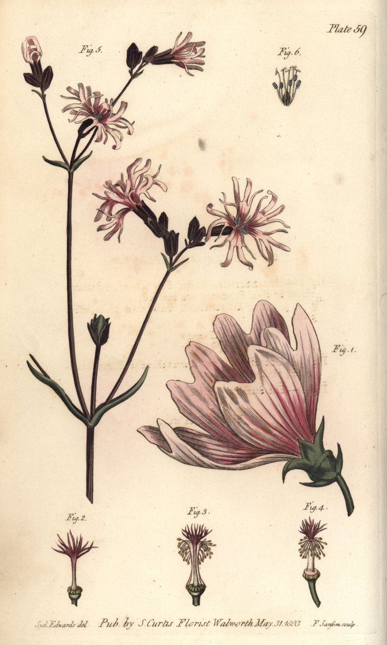 Malva, Malva sylvestris da Sydenham Teast Edwards