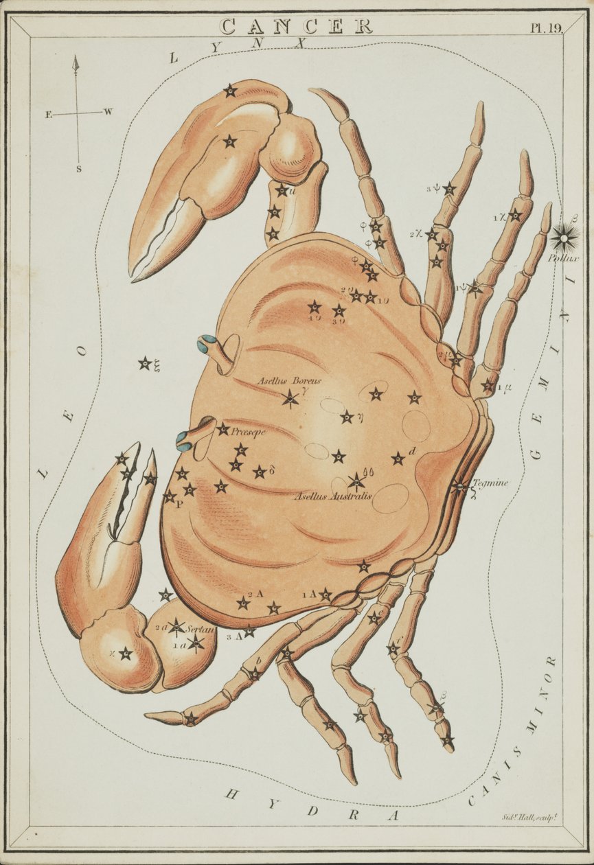 Cancro, illustrazione da 