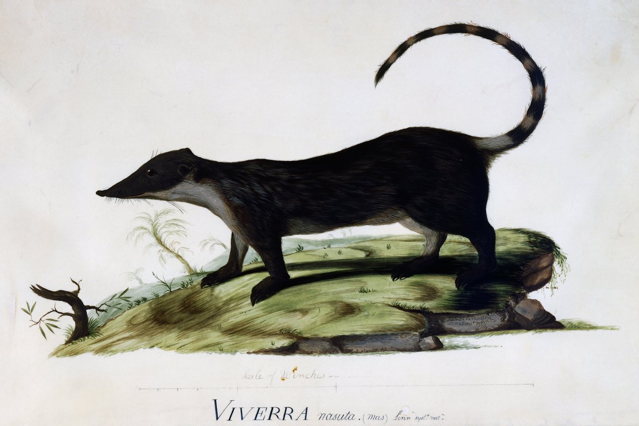 Viverra nasuta maschio da Sydney Parkinson
