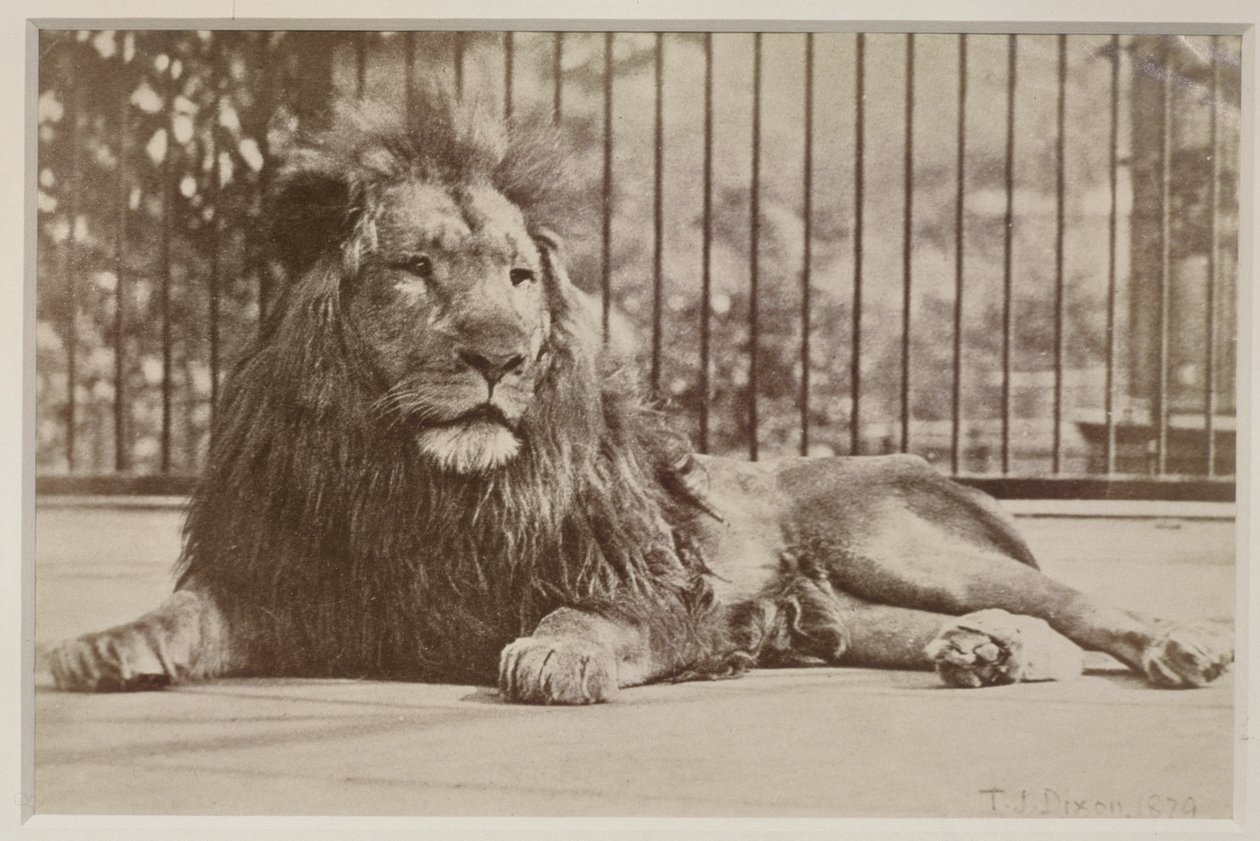 Leone in gabbia, 1879 da T.J. Dixon