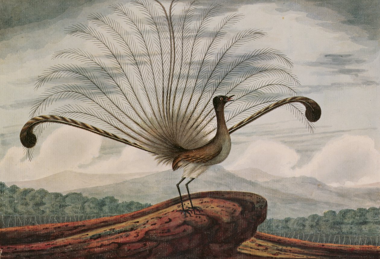 Uccello lira: mamura superba, 1813 da T.R. Browne