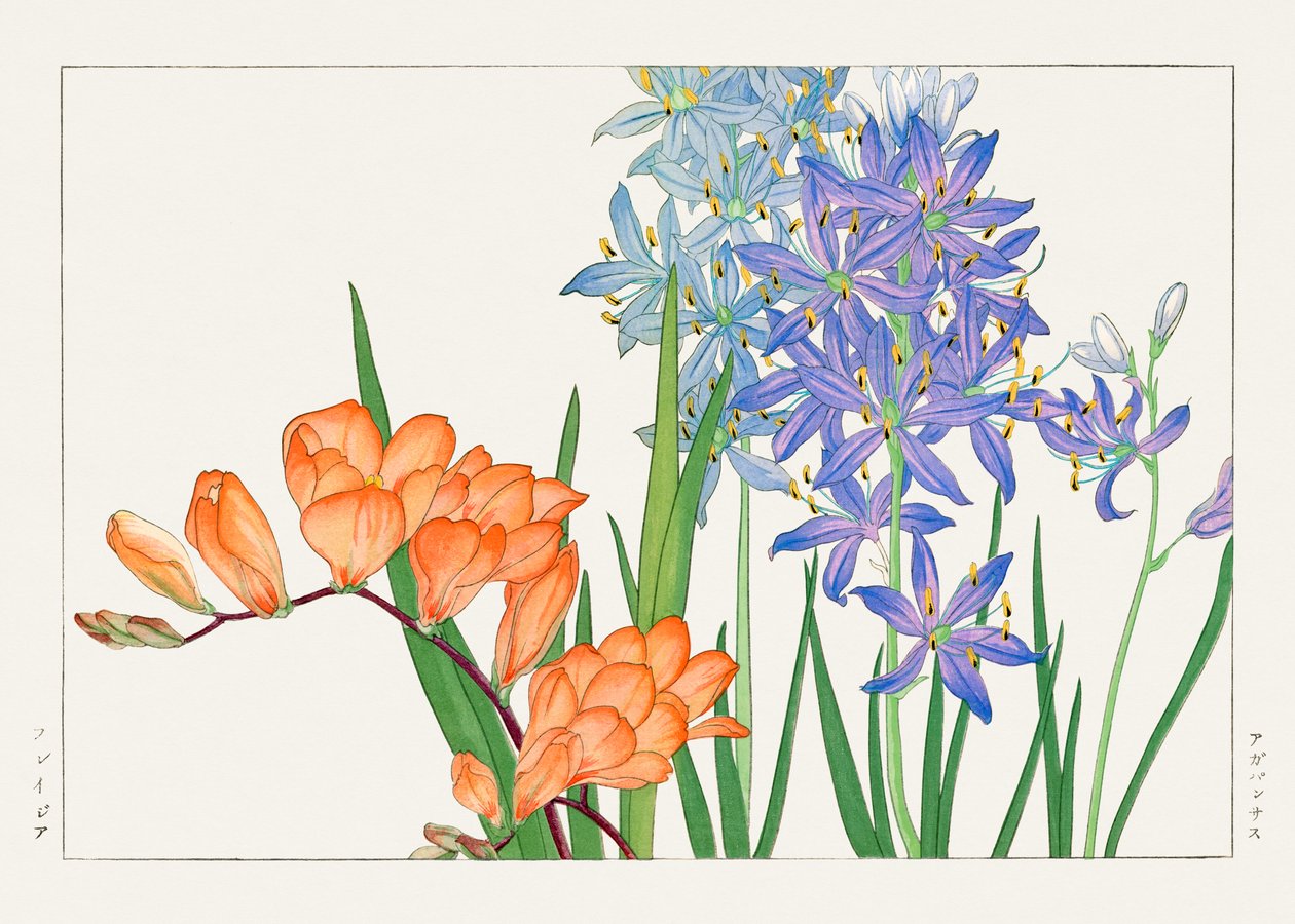 Fiore di fresia da "Seiyou Sokazufu da Tanigami Konan