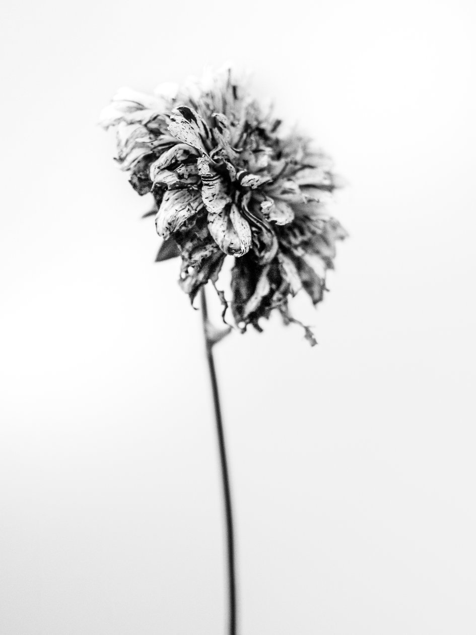 Tra i Fiori 17 da Teis Albers