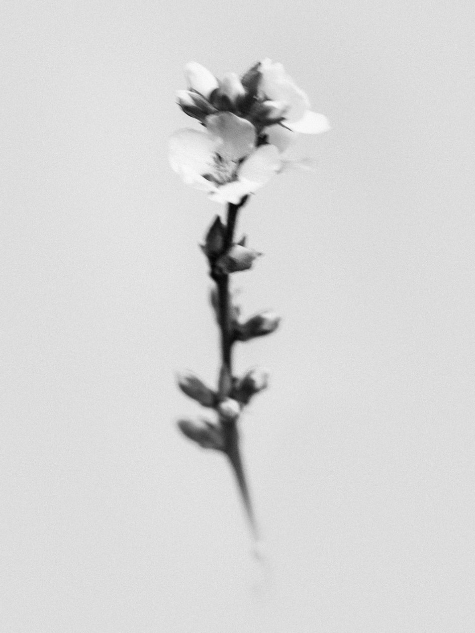 Tra i fiori 55 da Teis Albers