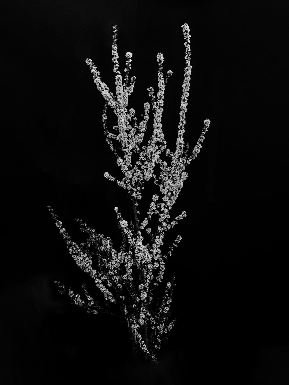 Tra i fiori 56 da Teis Albers