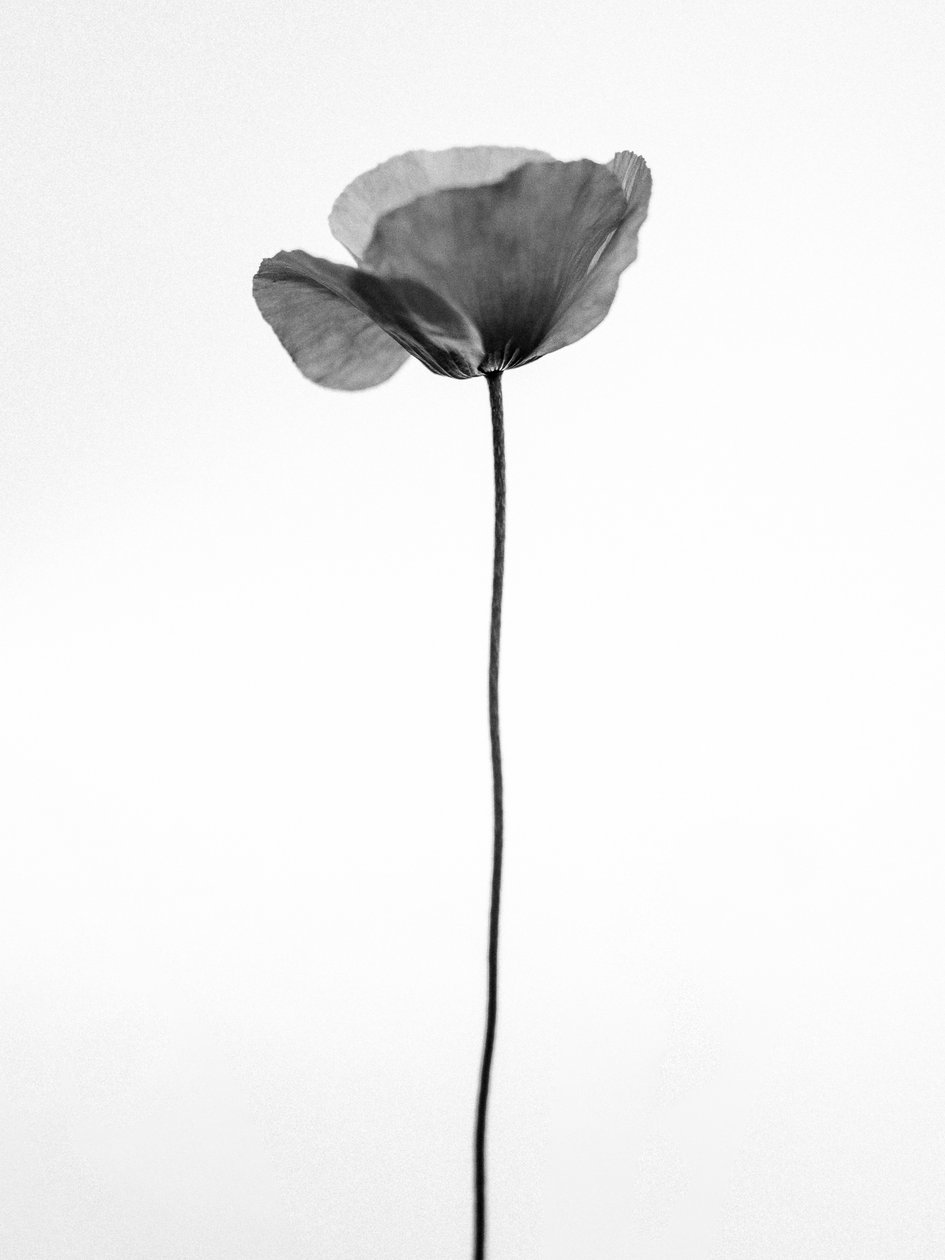 Tra i fiori 68 da Teis Albers