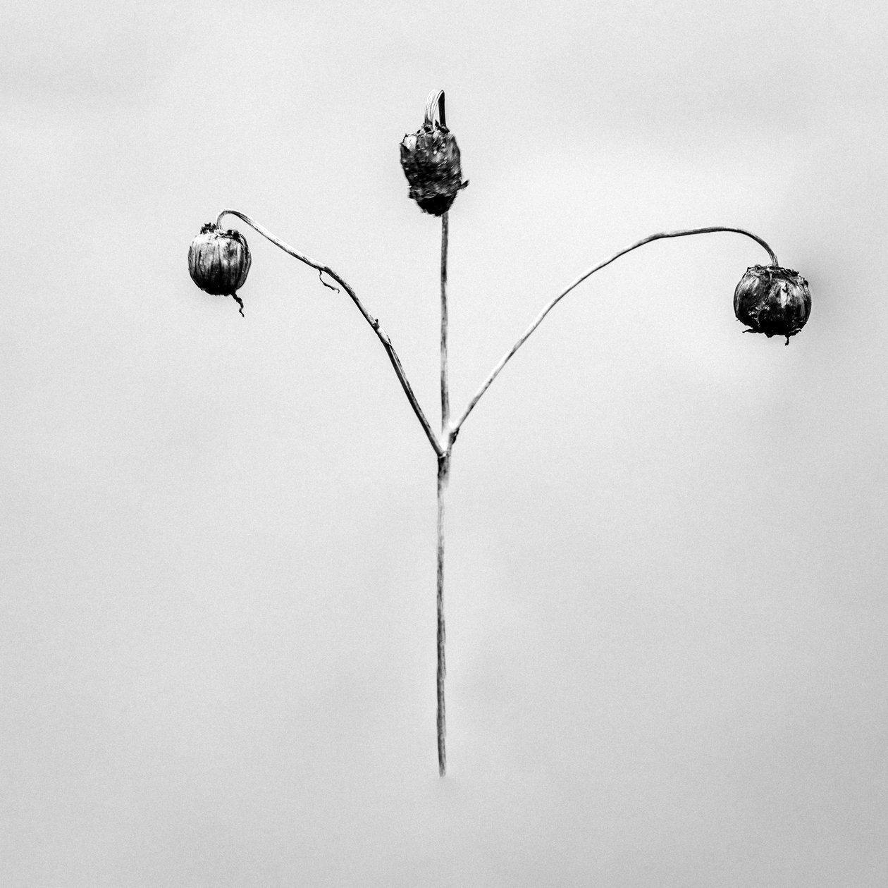 Tra i fiori 75 da Teis Albers
