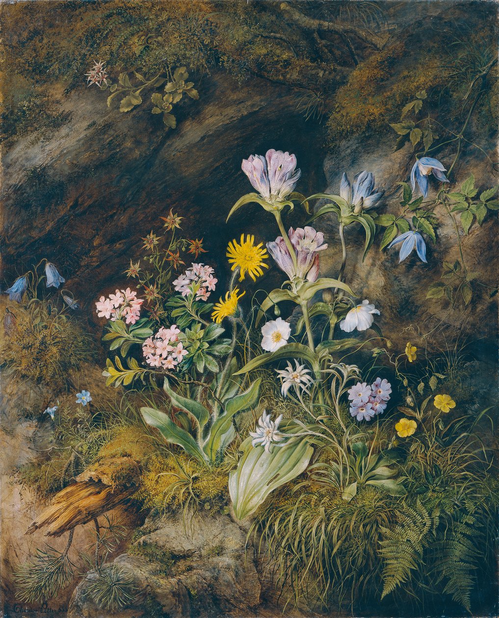 Flora alpina da Theodor Josef Petter
