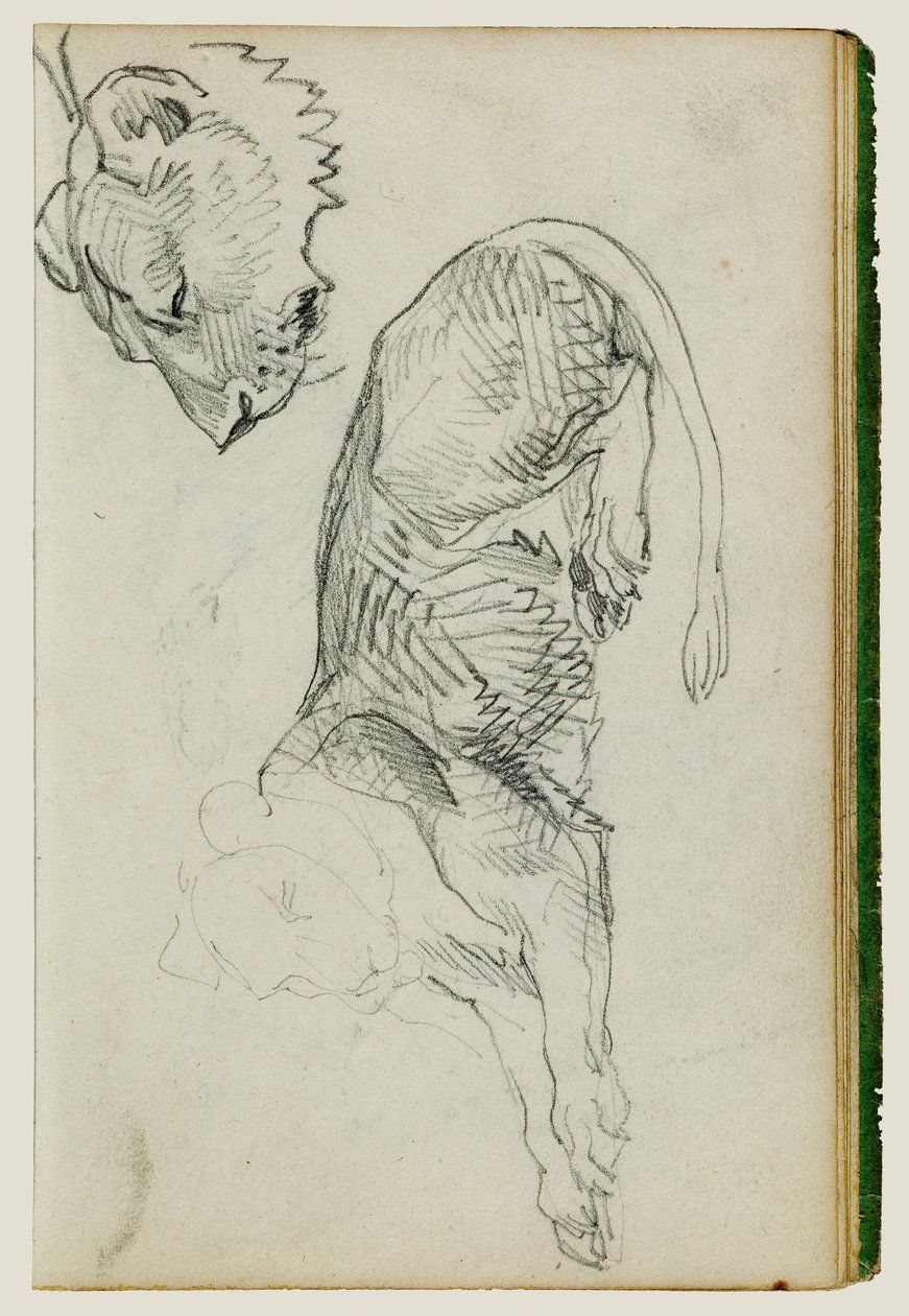 Leone seduto, testa di leonessa da Theodore Gericault