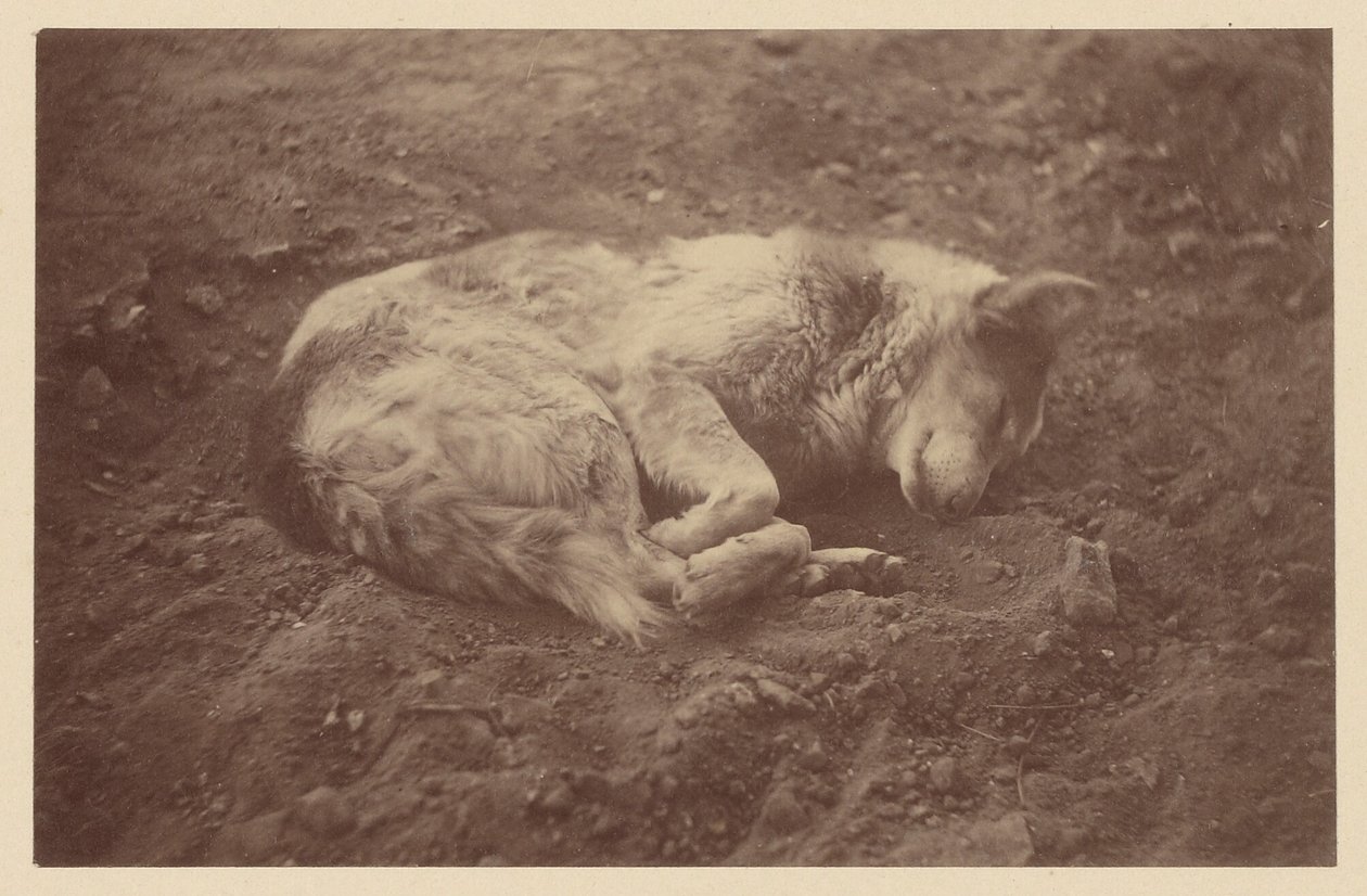 [Cane che dorme] da Théodule Devéria