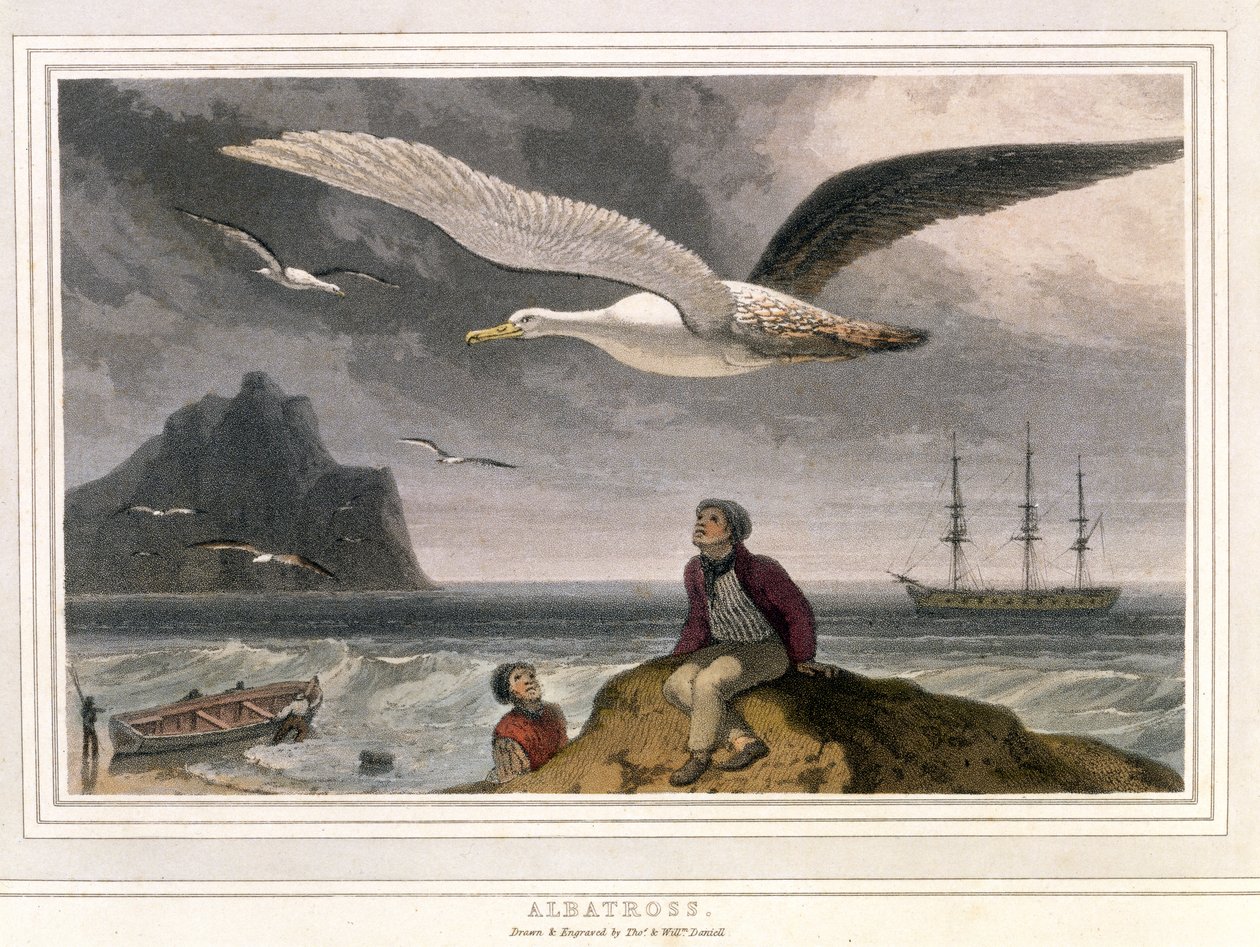 Albatross, pub. Londra 1810 da Thomas und William Daniell