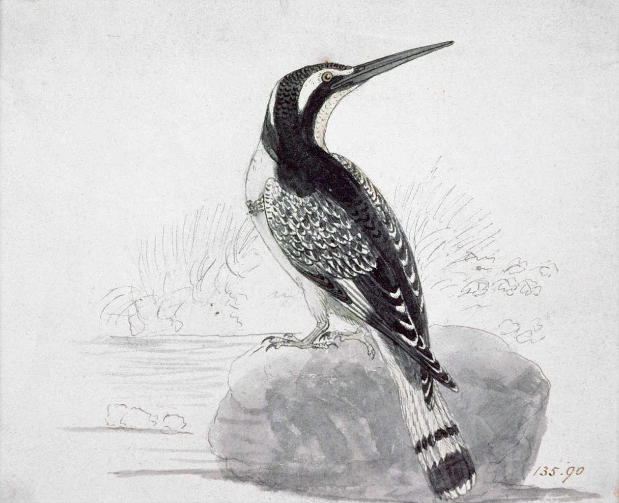 Martin pescatore bianco e nero da Thomas Bewick