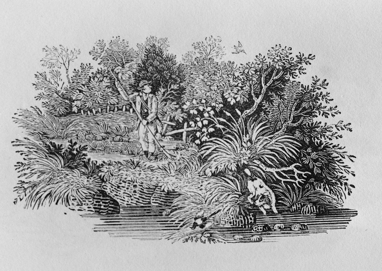 Alla ricerca del colpo da Thomas Bewick