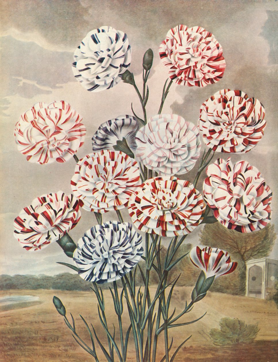 Picotees, c. 1802-1821 da Thomas Baxter