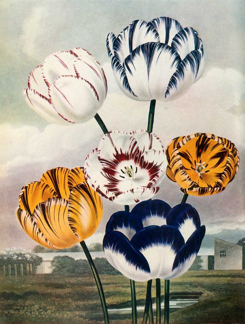 Tulipani, c. 1802-1821, 1948 da Thomas Baxter