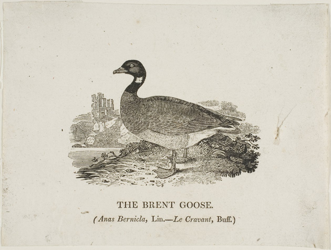 Oca di Brent da Thomas Bewick