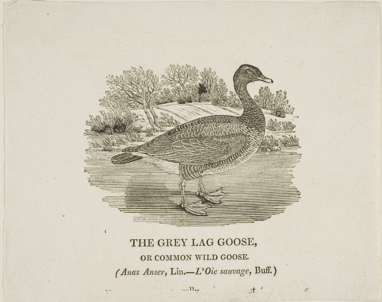 Oca grigia Lag da Thomas Bewick