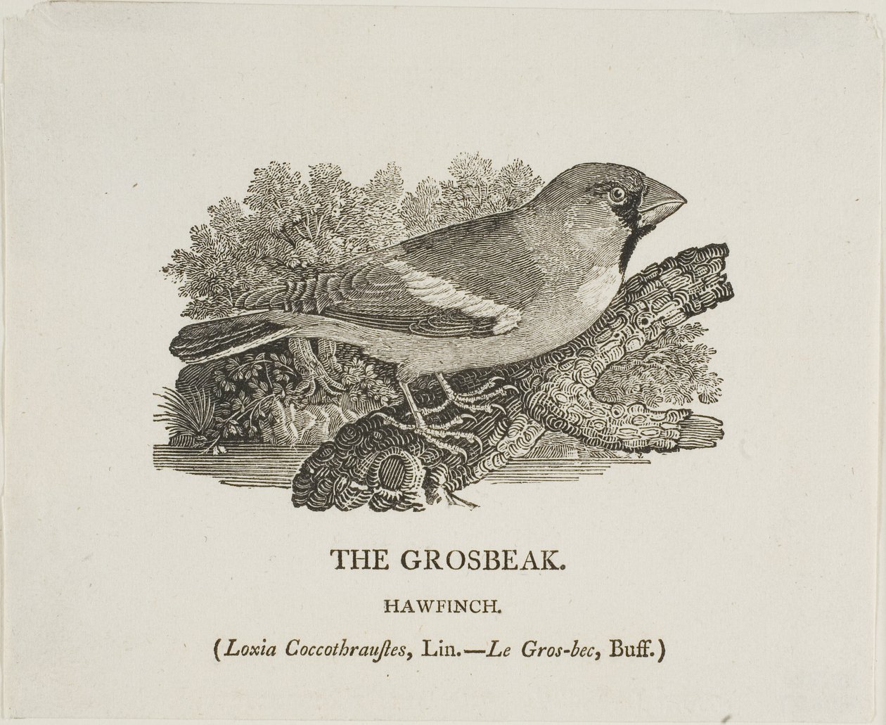Grosbeak da Thomas Bewick