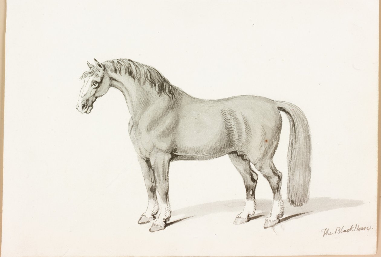 Il cavallo nero da Thomas Bewick