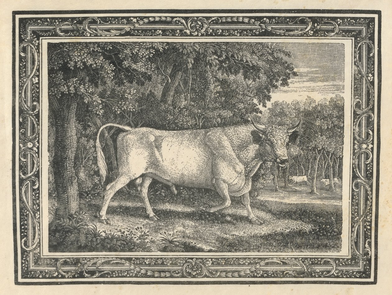 Il toro selvaggio di Chillingham da Thomas Bewick