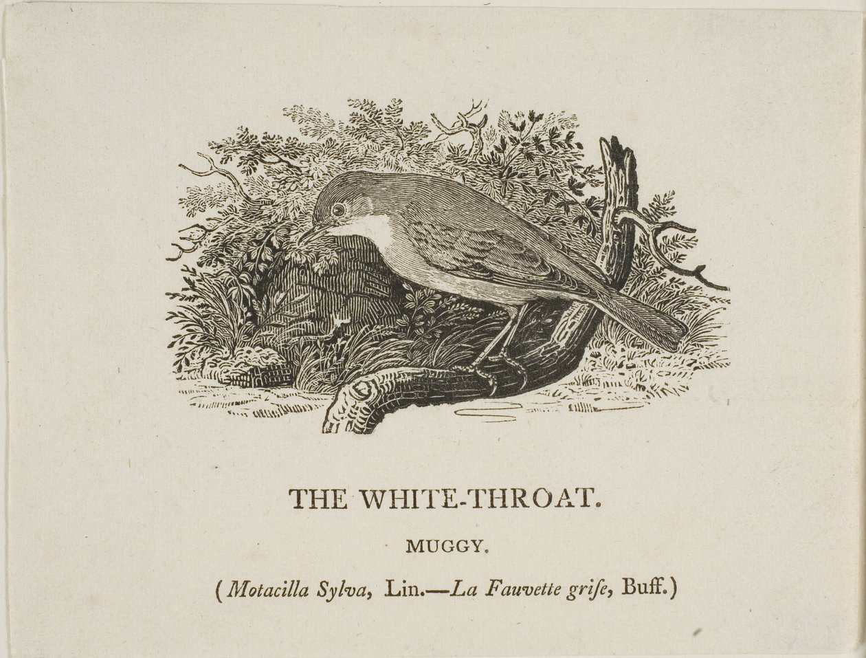 Gola bianca (uccello) da Thomas Bewick