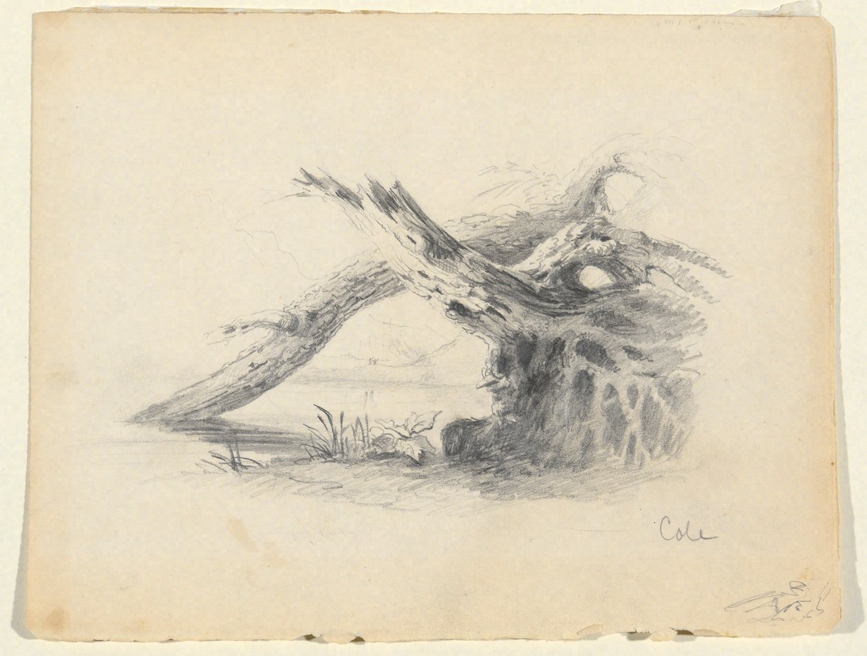 Schizzo di due alberi morti da Thomas Cole