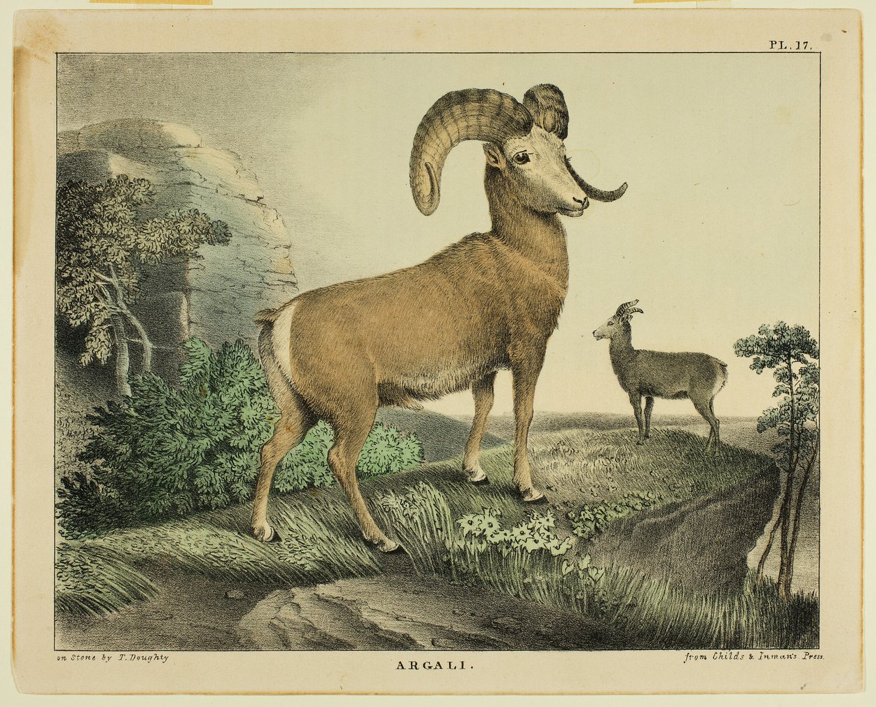 Argali da Thomas Doughty
