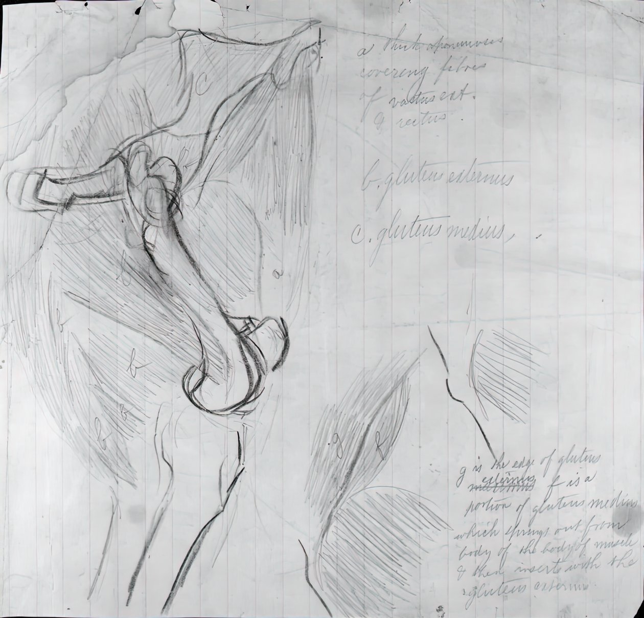 Disegno anatomico da Thomas Eakins
