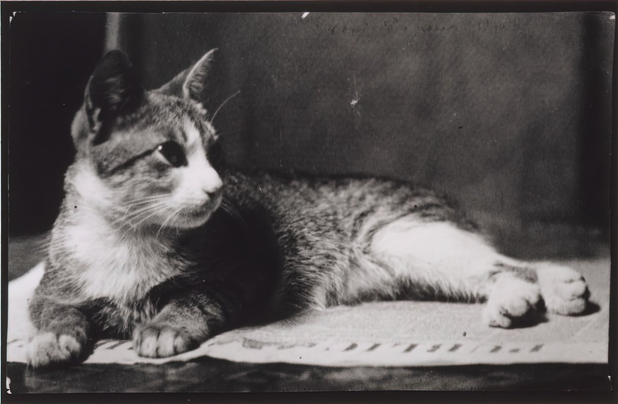 Il gatto della signora Thomas Eakins, c. 1880-1890 da Thomas Eakins